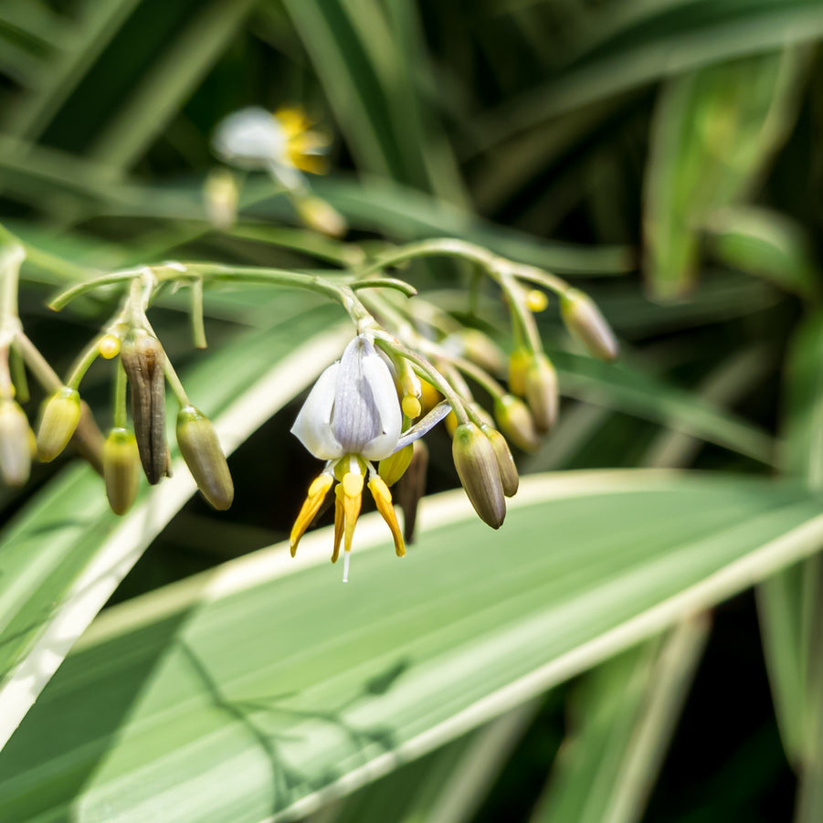 Dianella Silver Streak