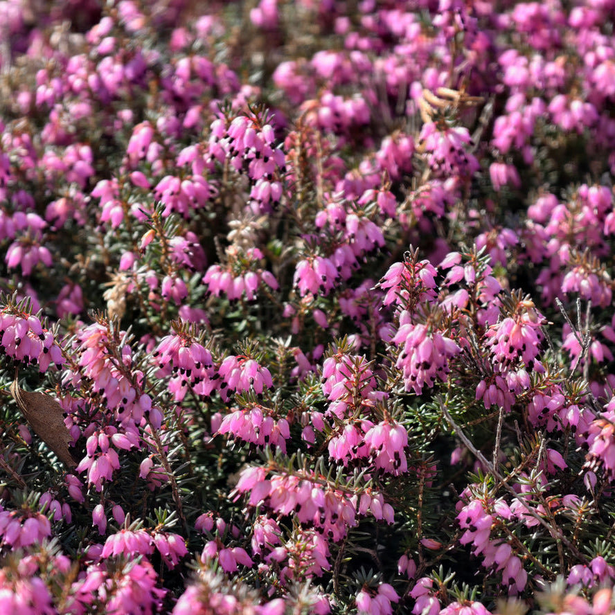 Erica Springwood Pink