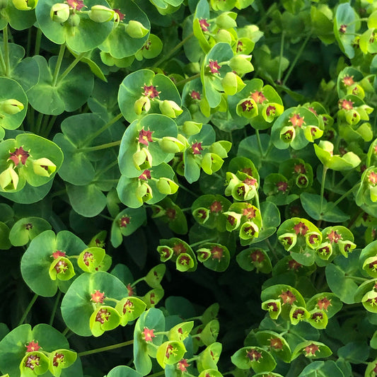 Euphorbia Martinii