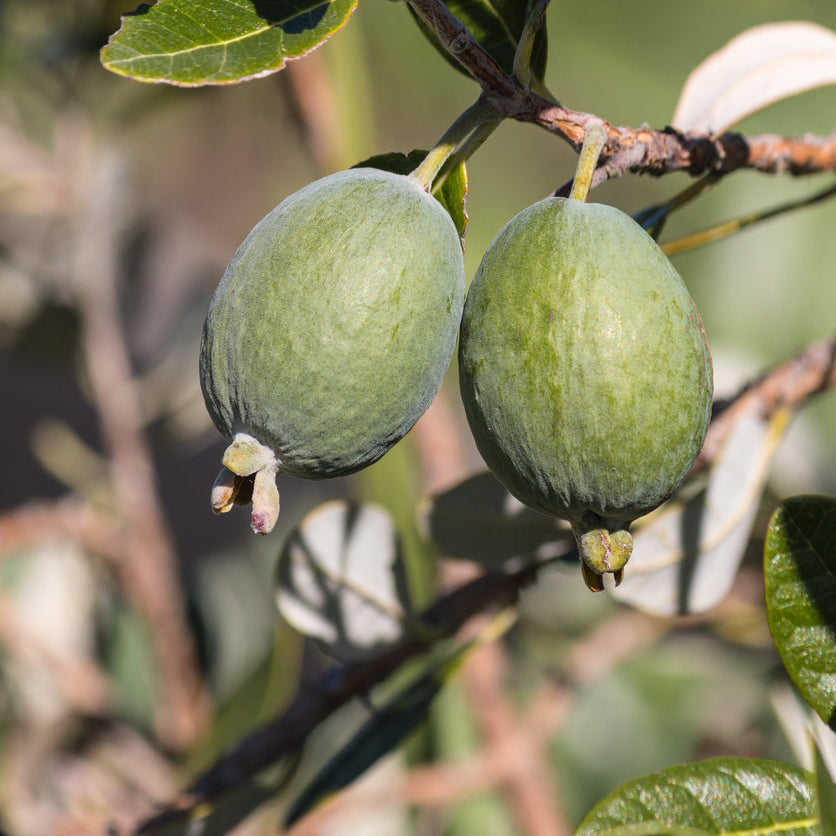 Feijoa Apollo