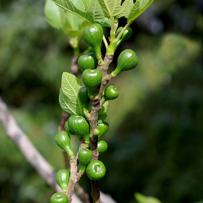 Fig Brunswick – Making Gardens Affordable