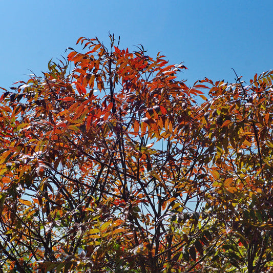 Fraxinus Raywoodii