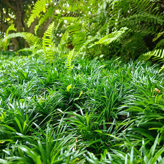 Green Mondo