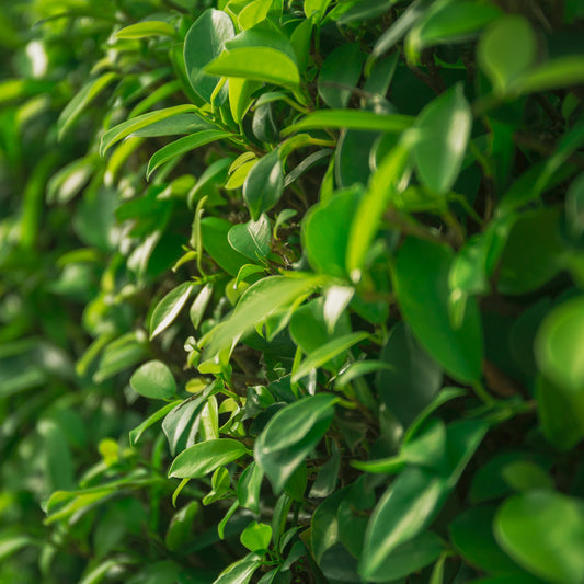 Griselinia Ardmore Emerald