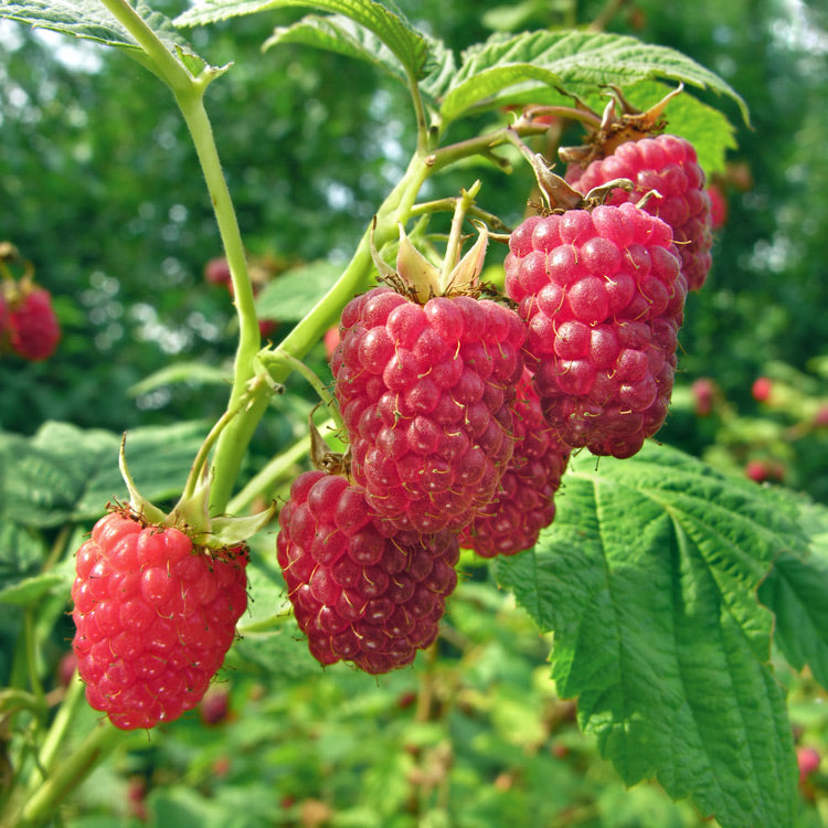 Raspberry Heritage