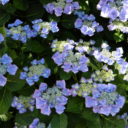 Hydrangea Blaumeise
