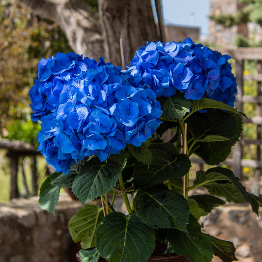 Hydrangea Renate Steinger