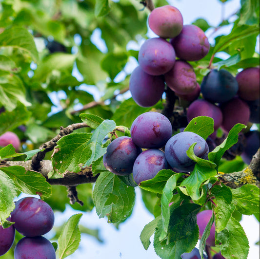 Plum Hawera