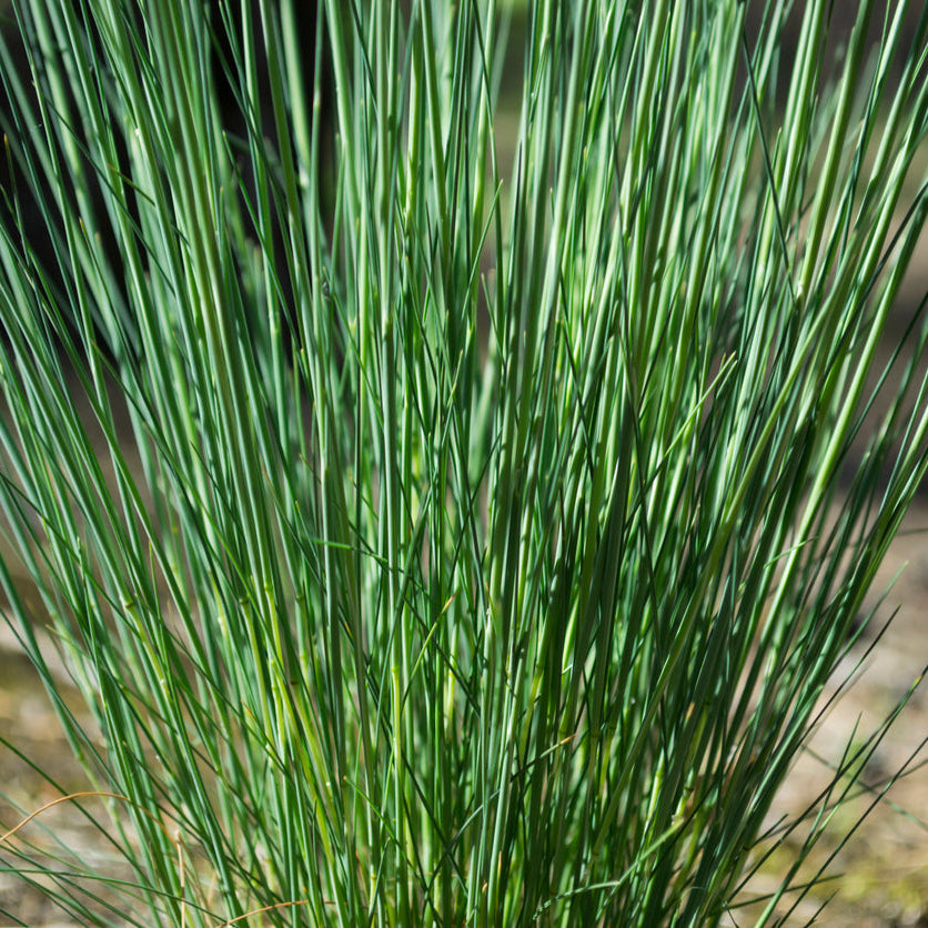 Juncus Blue Dart