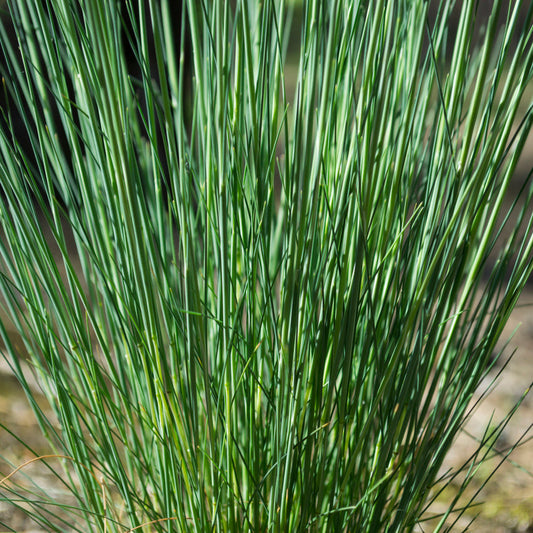 Juncus Blue Dart