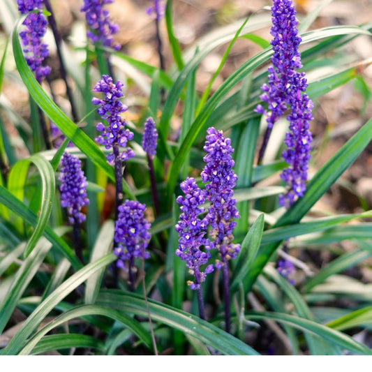 Liriope Muscari Royal Purple