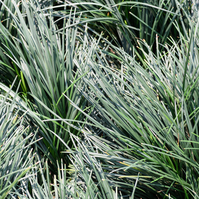 Lomandra Blue Ridge
