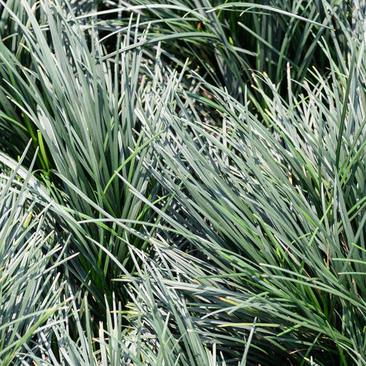 Lomandra Blue Ridge