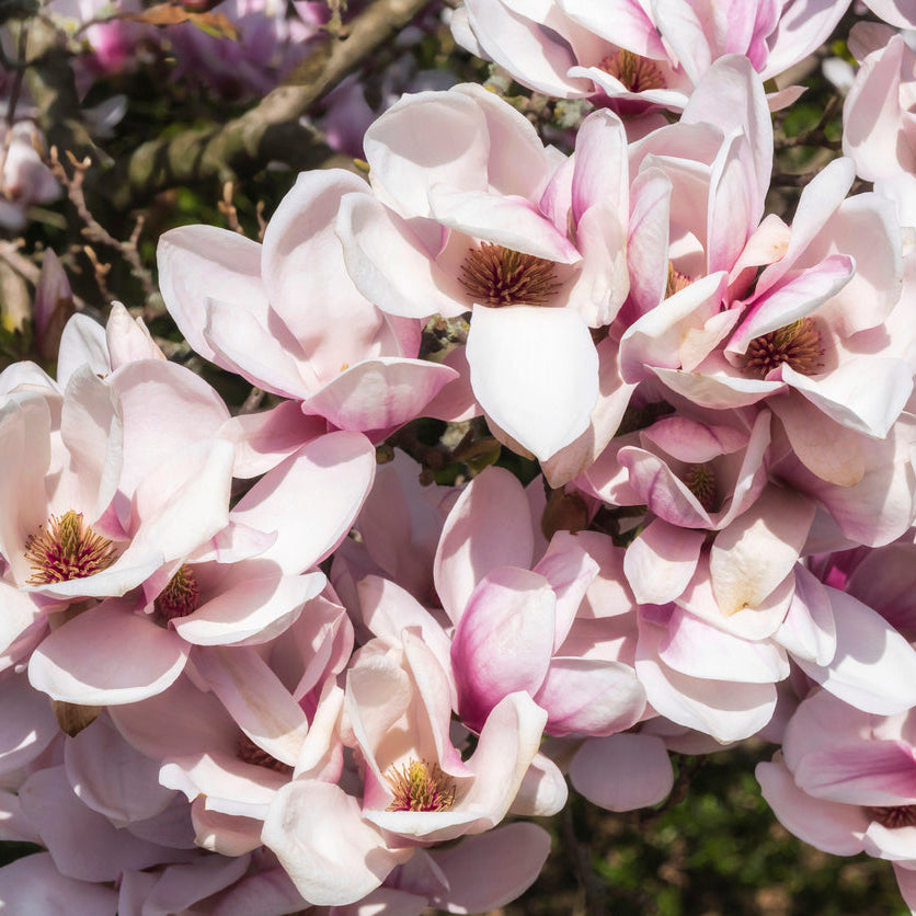Magnolia Fairy Blush