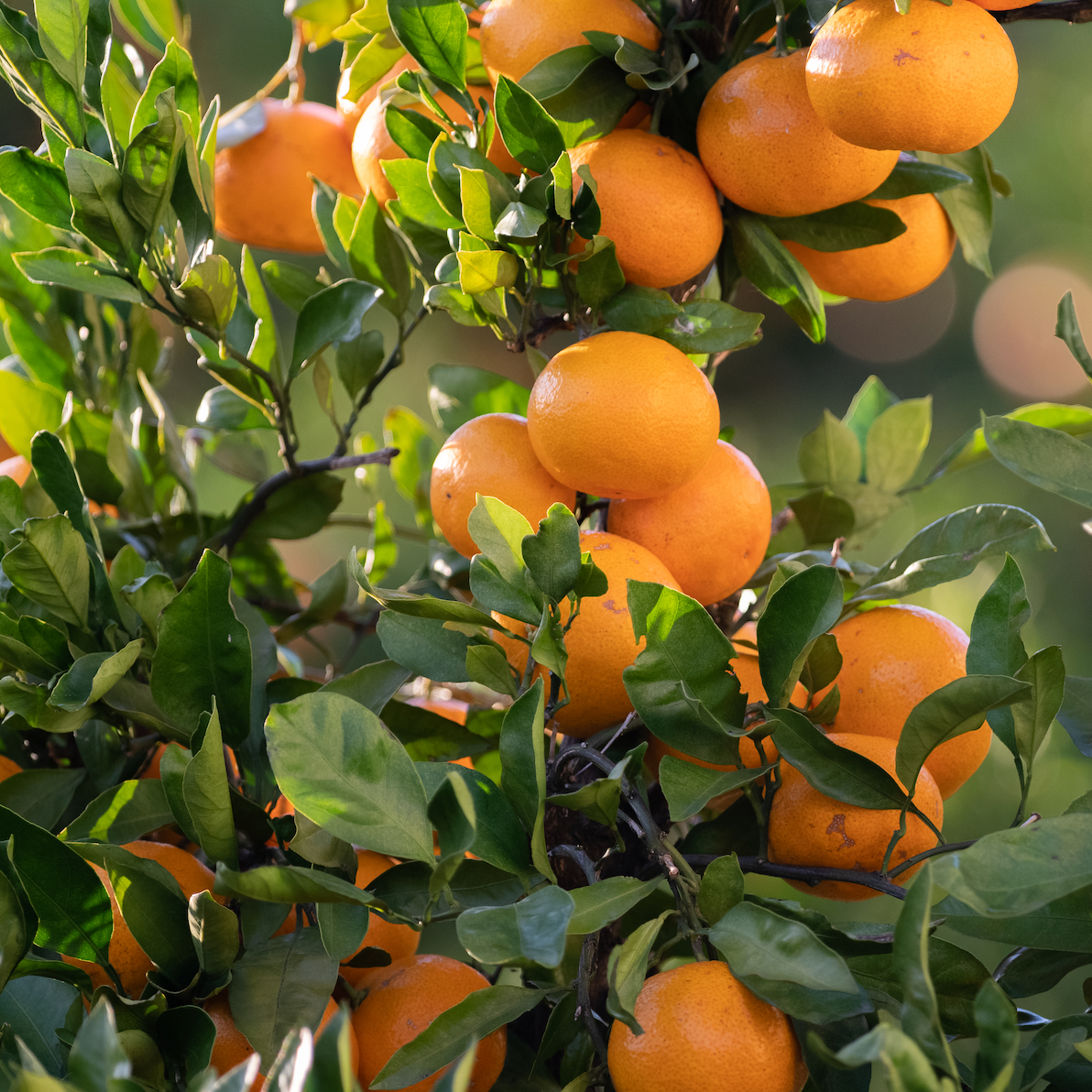 Mandarin Satsuma