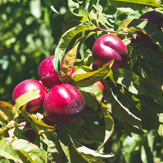 Nectarine Flatto Button Bright (Flat Nectarine)