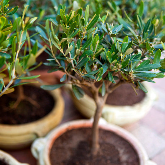 Olive El Grecco