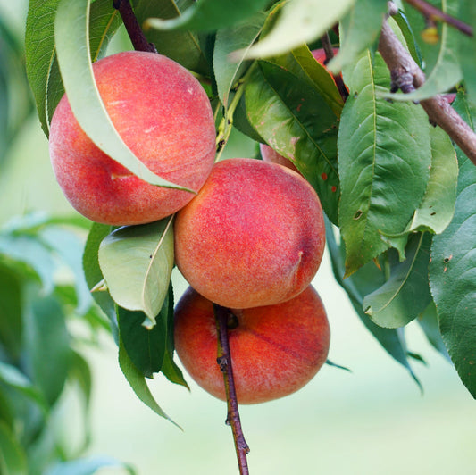 Flatto Sweet Bonnet (Flat Peach)