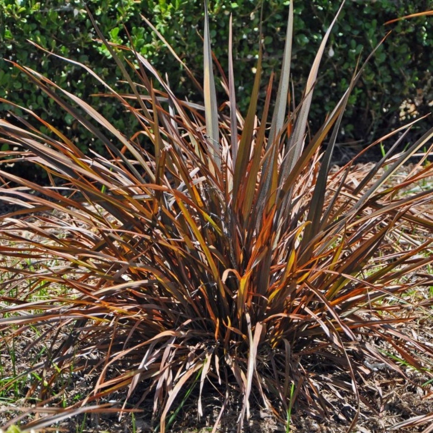 Phormium Jack Spratt