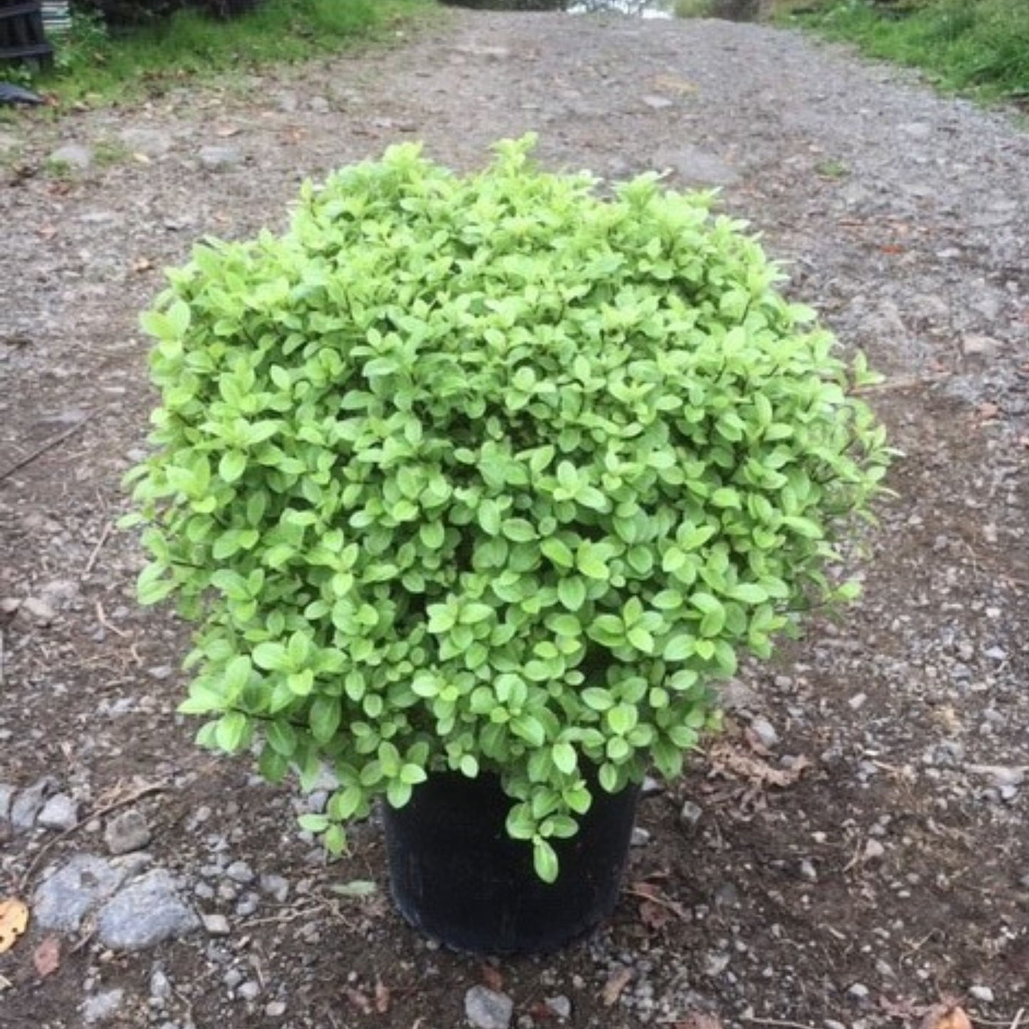 Pittosporum Fankies Folly