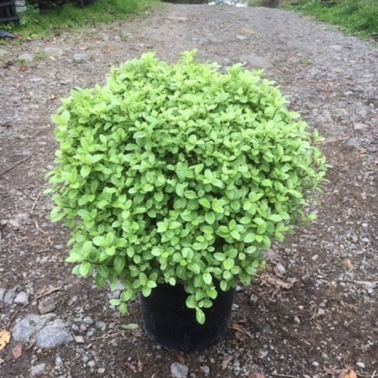 Pittosporum Fankies Folly