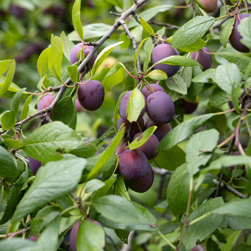 Plum Victoria