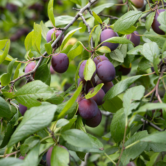 Plum Victoria