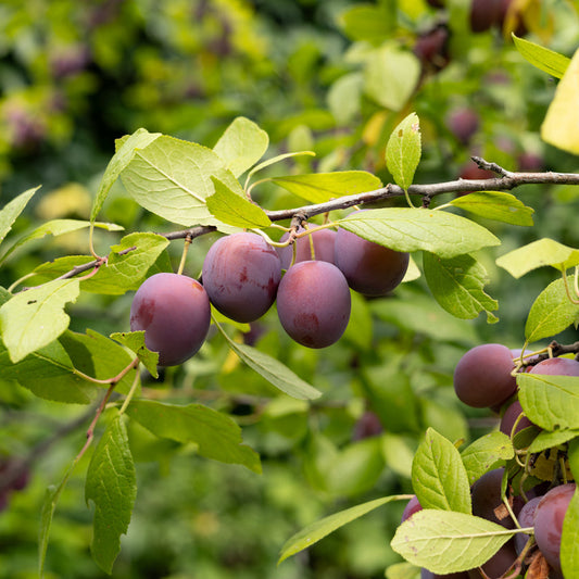 Plum Hawera