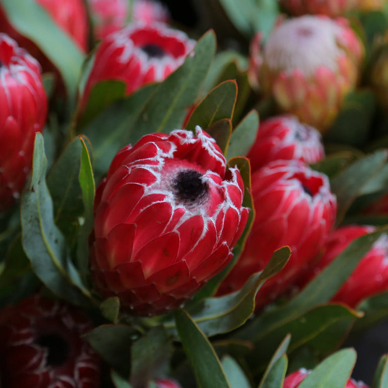 Protea Tasman Ruby