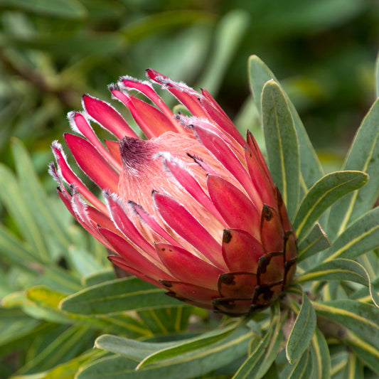 Protea Red Ice