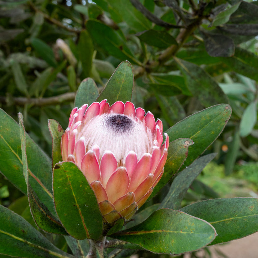 Protea Susara