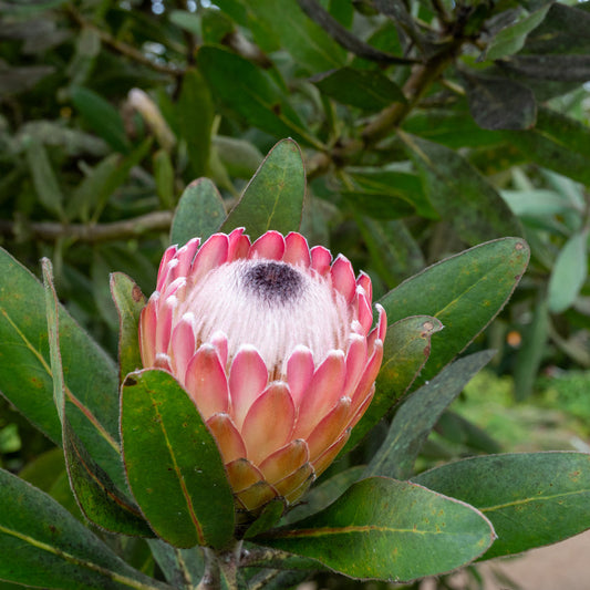 Protea Susara