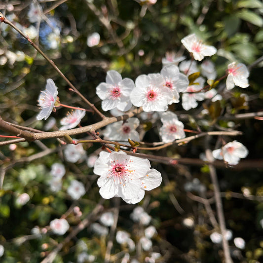 Prunus Awanui