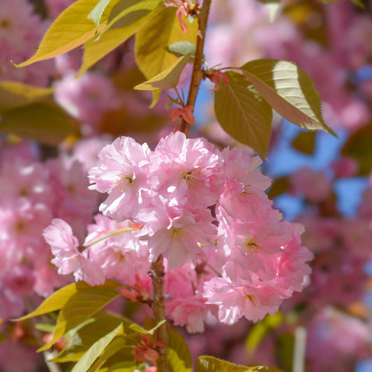 Prunus Kanzan