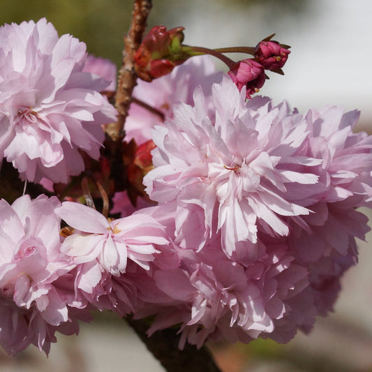 Prunus Pink Perfection