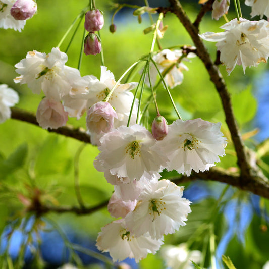 Prunus Serrulata Shimidsu Sakura