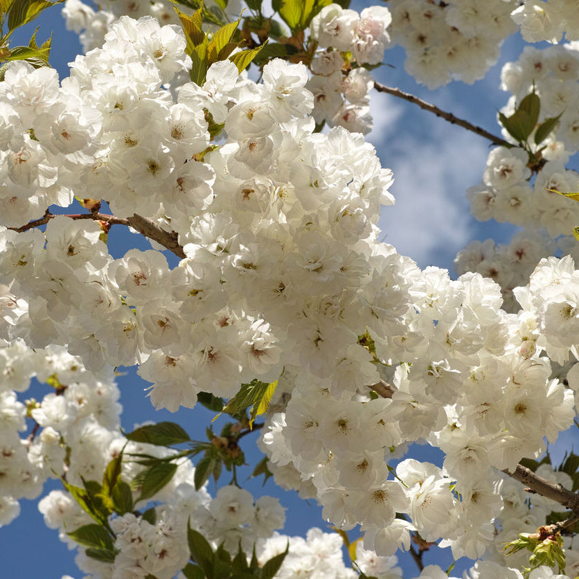 Prunus Shirotae