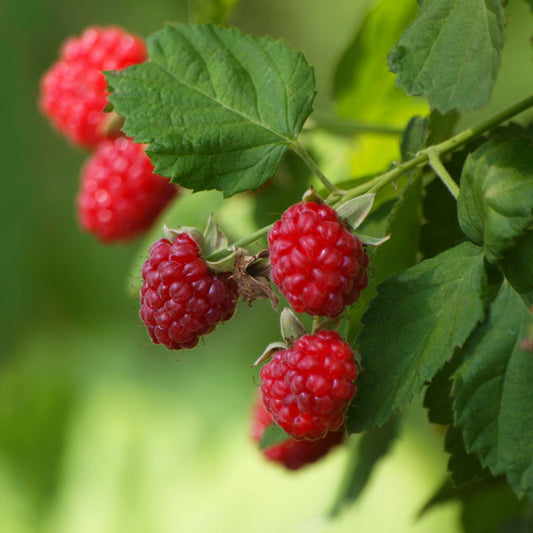 Raspberry Heritage