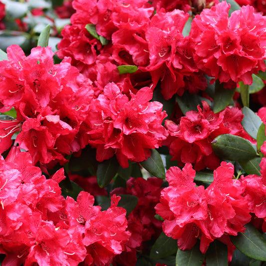 Rhododendron Black Sport