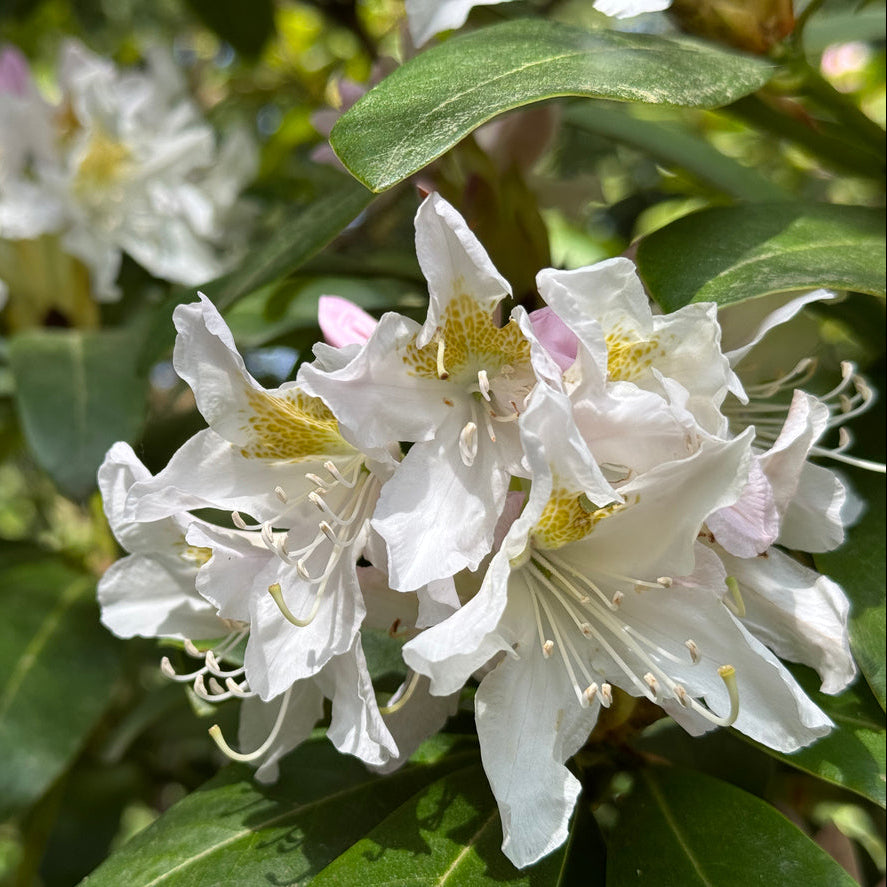 Rhododendron Cunningham's White