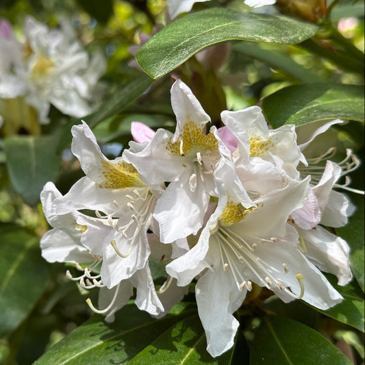 Rhododendron Cunningham's White