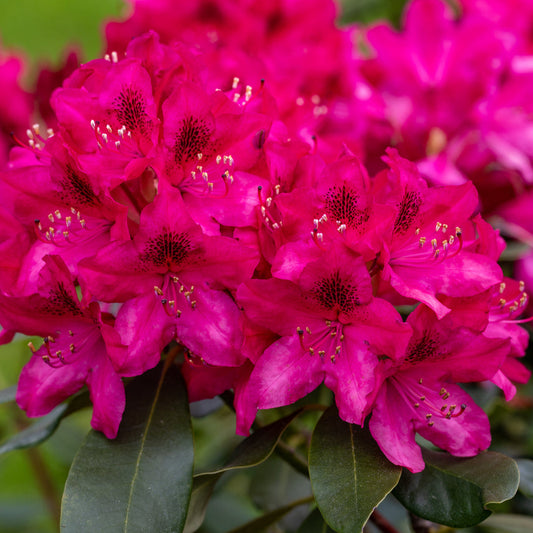 Rhododendron King Cerise