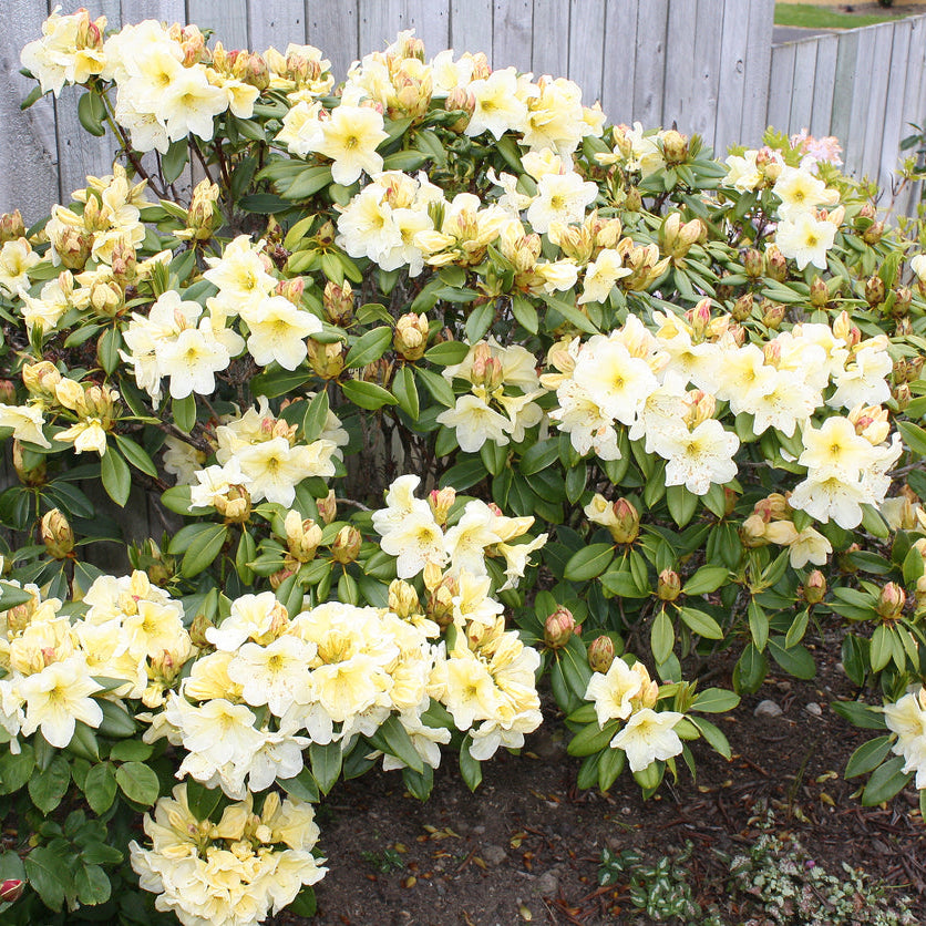 Rhododendron Lemon Ice
