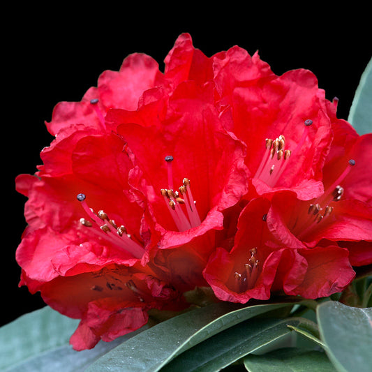 Rhododendron Markeeta's Prize