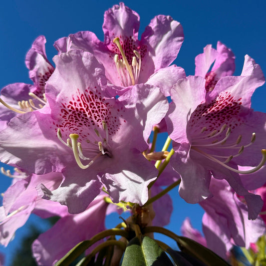 Rhododendron Michaella Patten Pink