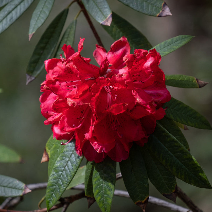 Rhododendron Rubicon