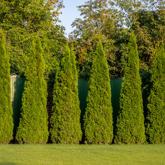 Thuja Pyramidalis