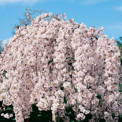 Weeping Peach Cascade