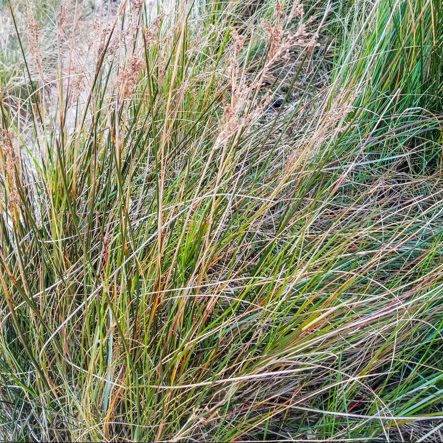 Windgrass